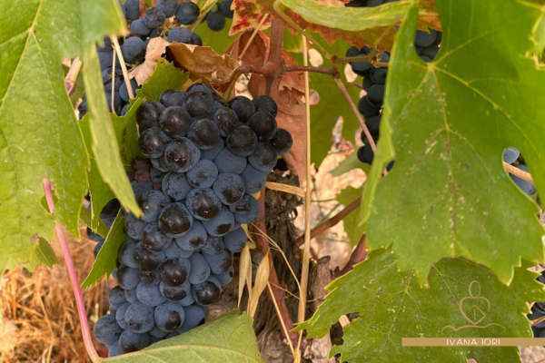 grappo di uva nera