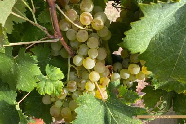 grappolo di uva bianca