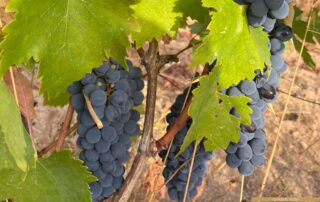 proprieta-uva-ivana-iori-naturopata-olbia