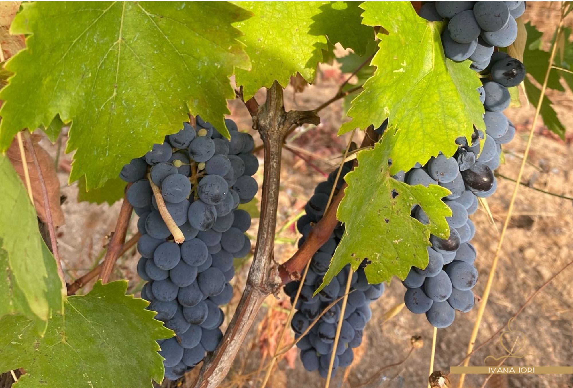 proprieta-uva-ivana-iori-naturopata-olbia