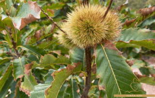 equilibrio-ormonale-femminile-in-autunno