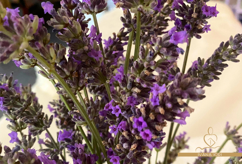 olio-essenziale-di-lavanda-ivana-iori