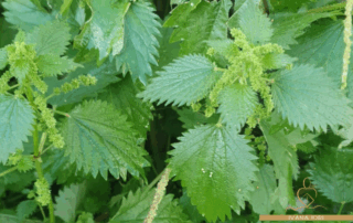 ortica-rimedi-stanchezza-del-cambio-stagione