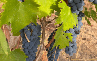 proprieta-uva-ivana-iori-naturopata-olbia