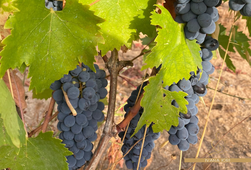 proprieta-uva-ivana-iori-naturopata-olbia
