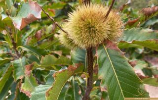 equilibrio-ormonale-femminile-in-autunno