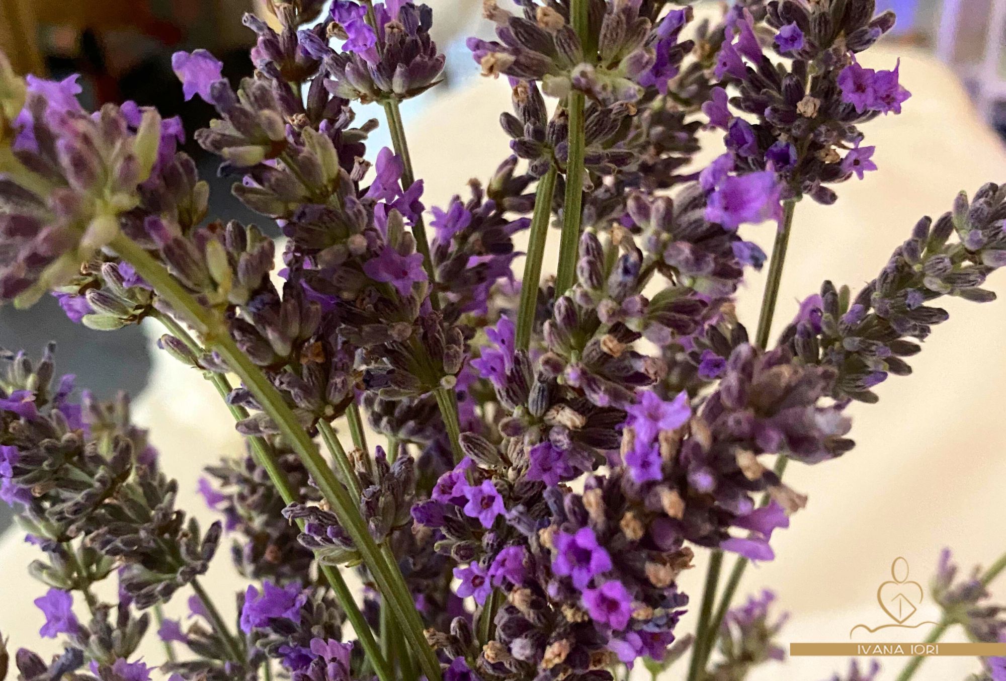olio-essenziale-doi-lavanda-ivana-iori